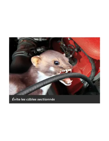 IT208 - STOP RONGEURS