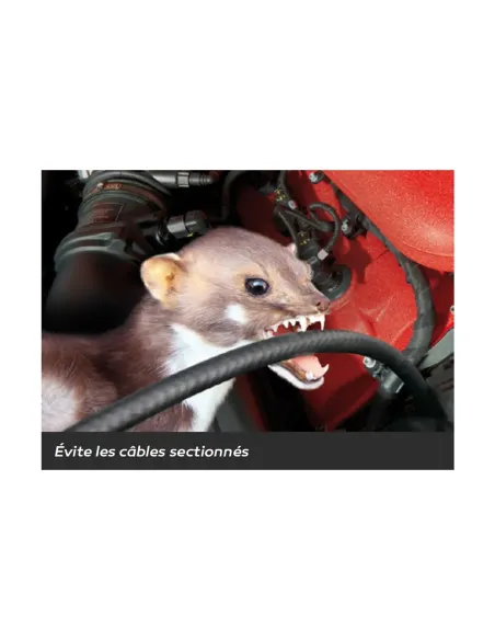 IT208 - STOP RONGEURS